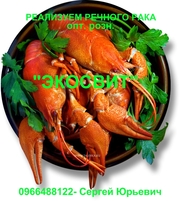 Продаем живого речного рака