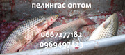 Пеленгас с/м и охлажденный
