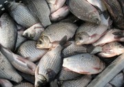 продам рыбу жывую або сушоную