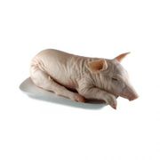 Куплю молочных поросят