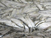 Тюлька свежемороженая