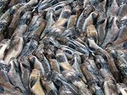 Продам свежемороженую рыбу и морепродукты.