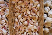 Продам зубок озимого нестрелкующегося  чеснока