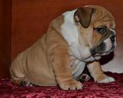 Девочка английского бульдога