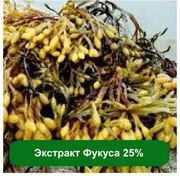 Оптом и розницу Экстракт Фукуса 25%,  1 кг