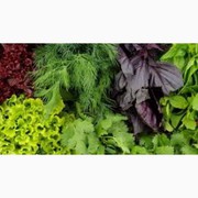 Продам зелень оптом - Мелитополь,  Запорожская обл.