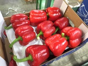 Продаем перец от производителей.