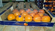 Продаем хурму от производителей