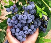 Купуємо лохину. Пропонуємо найкращу ціну